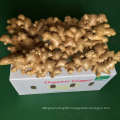 2021New Crop Export Chinese Fresh Organic Ginger For Sale